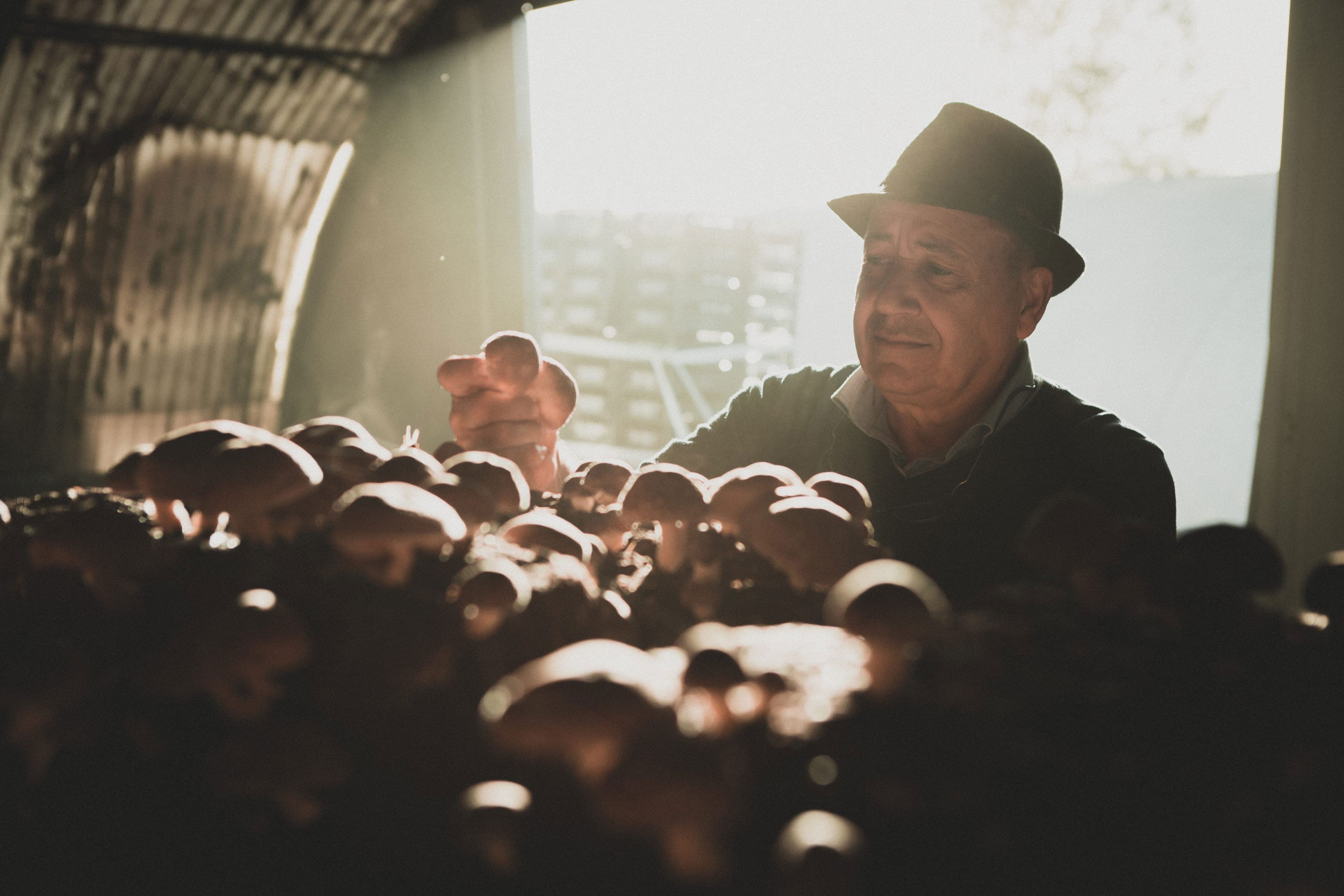 Mushroom Sas di Pozza Fernando & C. Società Agricola — foto 2