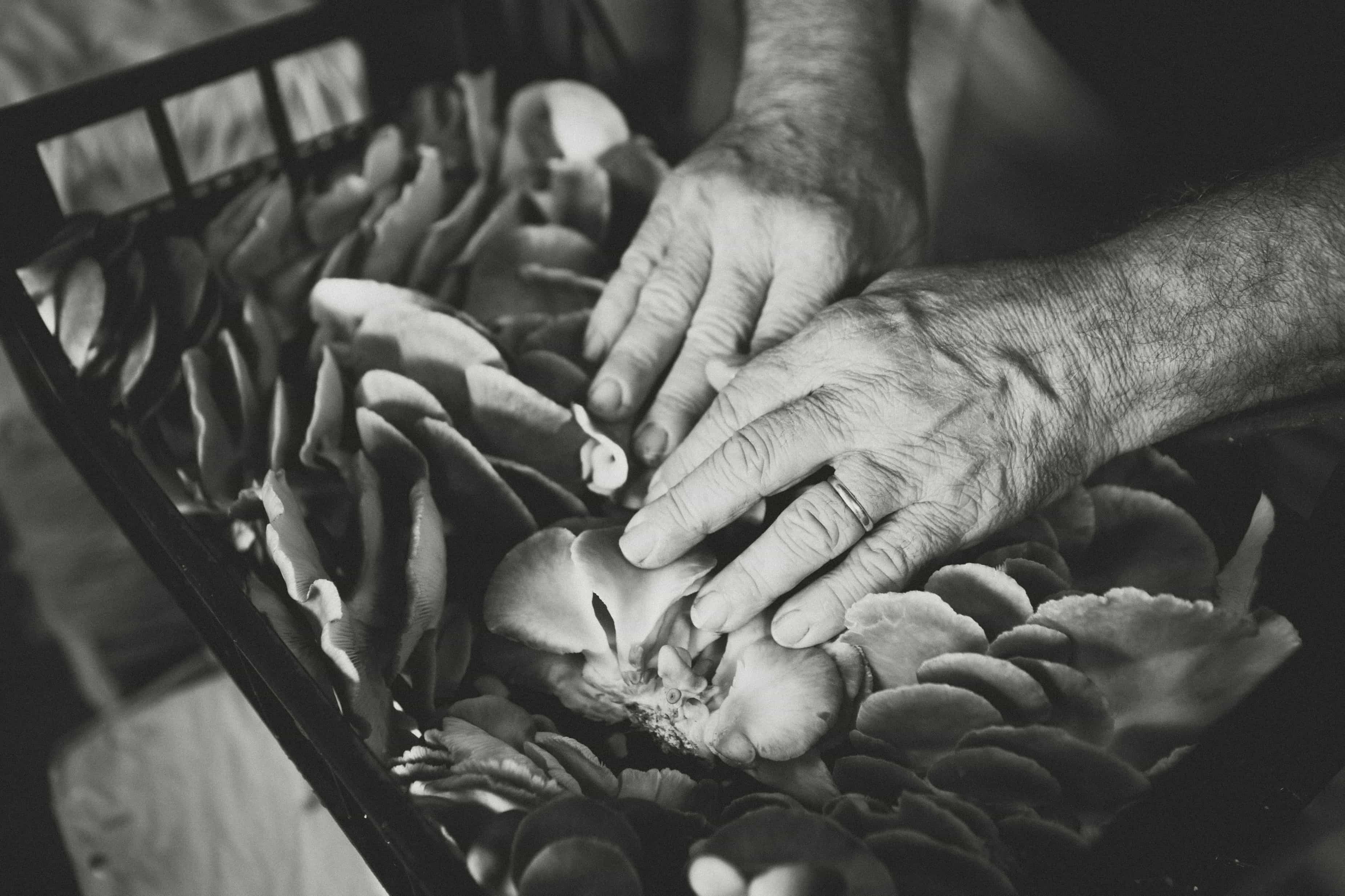 Mushroom Sas di Pozza Fernando & C. Società Agricola — foto 4