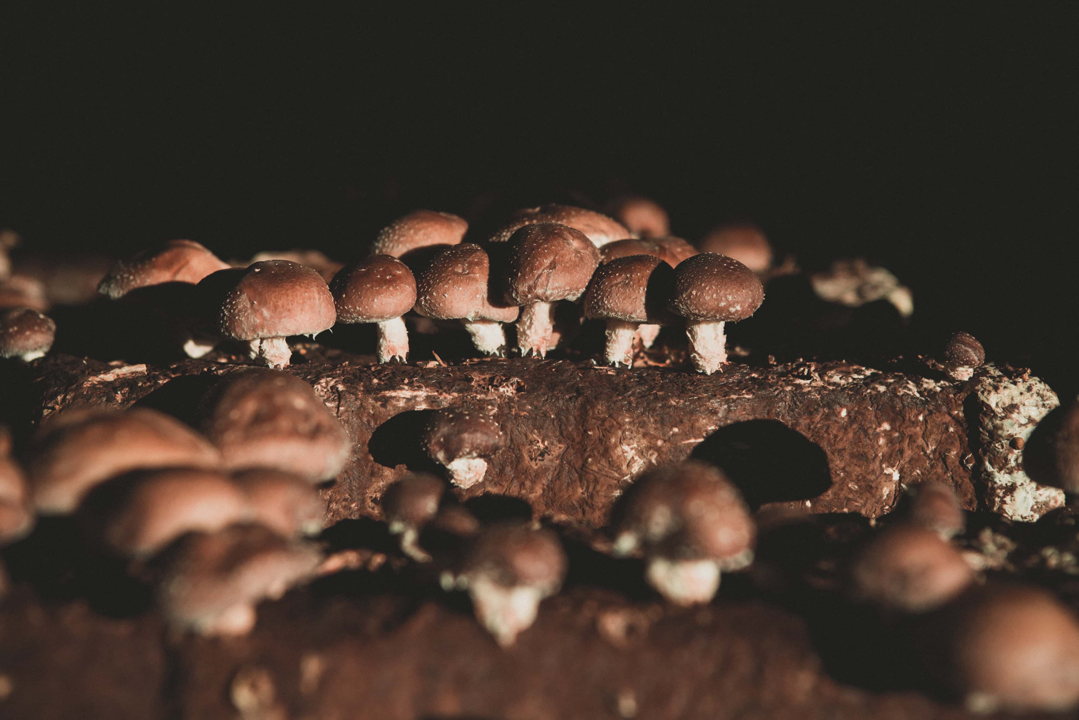 Mushroom Sas di Pozza Fernando & C. Società Agricola — foto 6